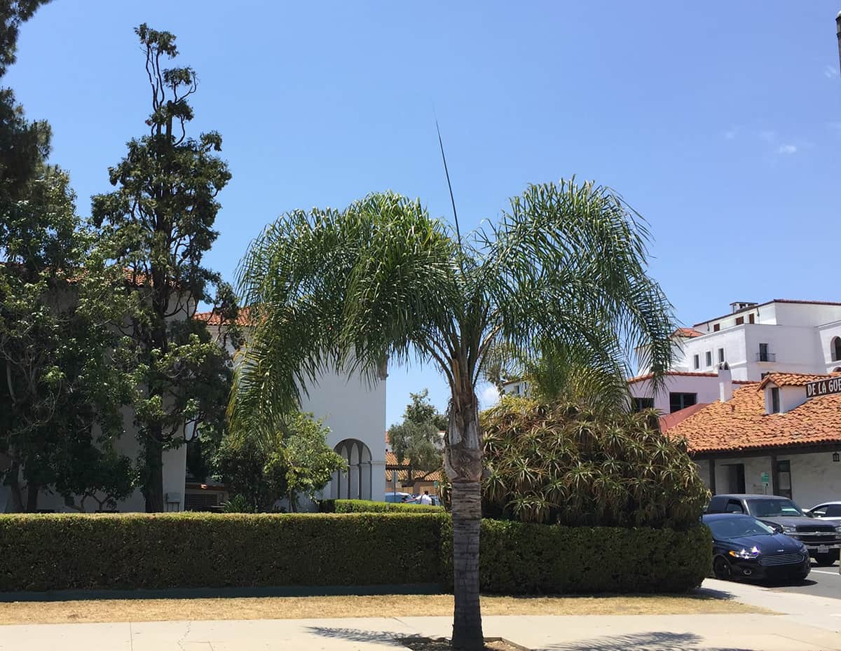 June_2016_Queen palm_01 The Queen Palm SBB Tree of the Month June 2016
